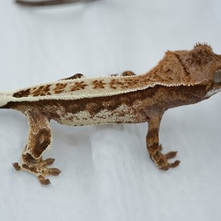 화이트 캎