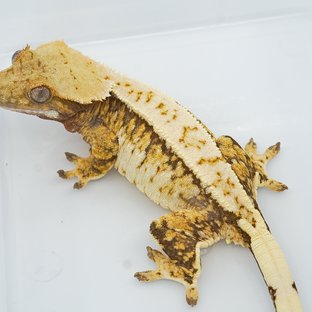 토라 x 벨