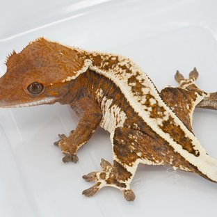 타란