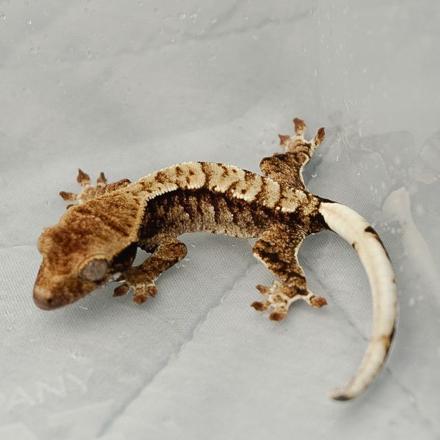 트라이