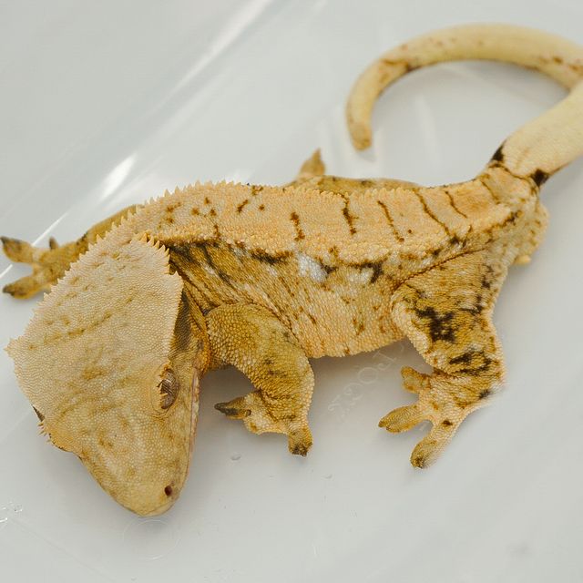 트라이
