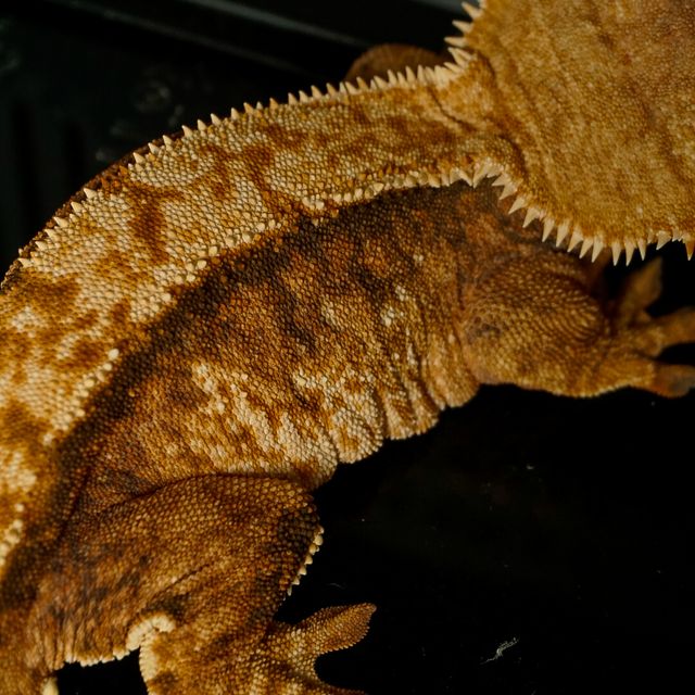 트라이