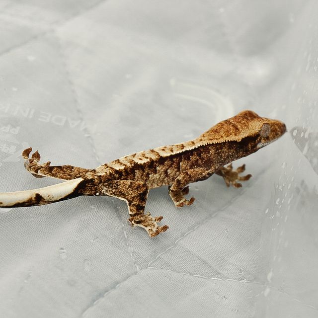 트라이