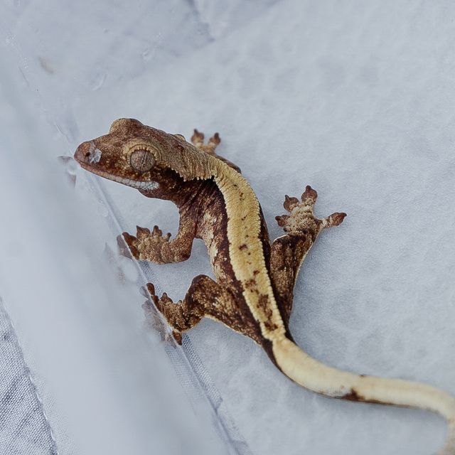 트라이