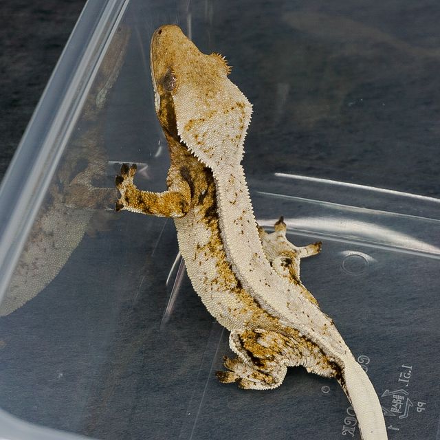트라이