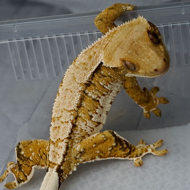 트라이