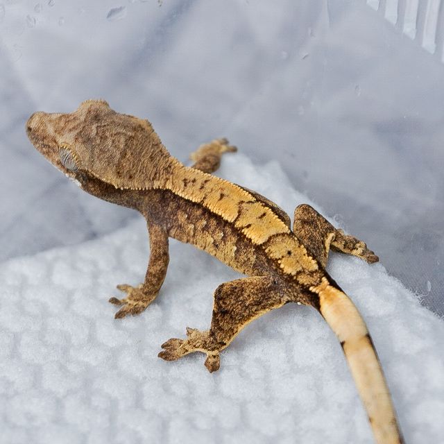 트라이