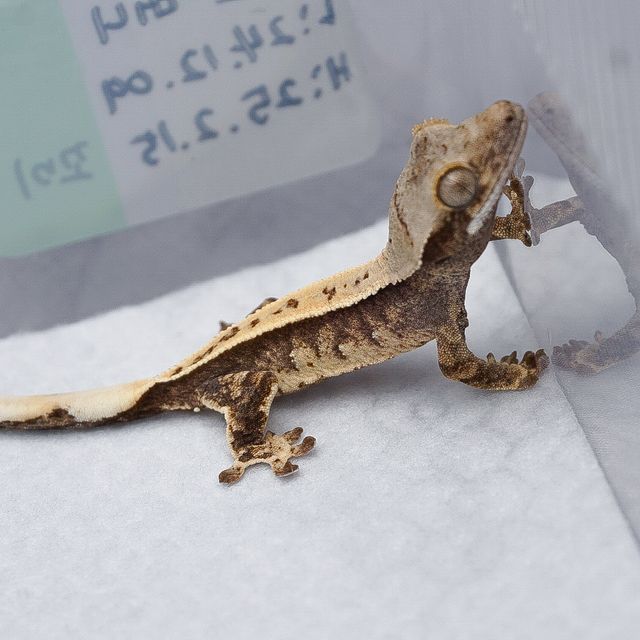 트라이
