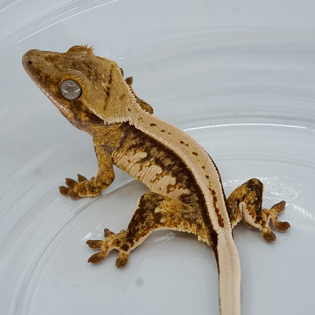 트라이 쿼드 풀핀