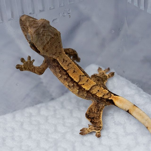 트라이