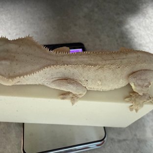 노멀 옐로우 벅스킨