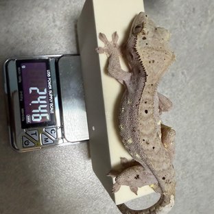 슈퍼달마시안 달마시안 레드