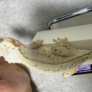 달마시안 옐로우