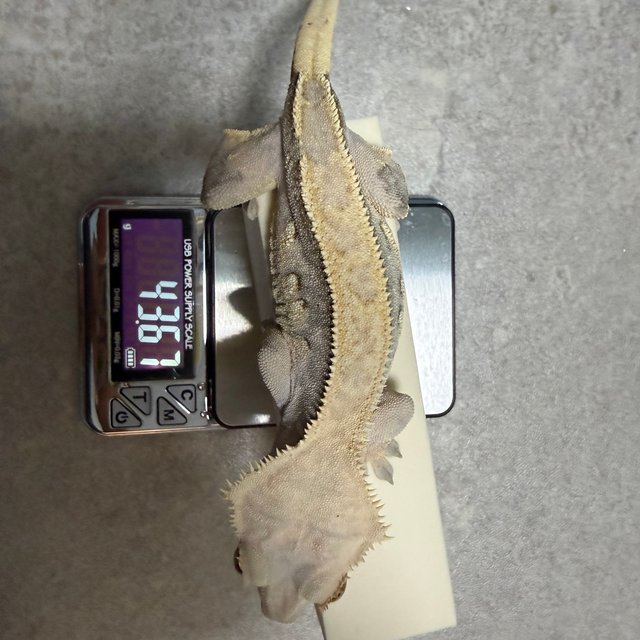 트라이 핀스트라이프