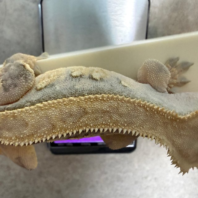 트라이 핀스트라이프