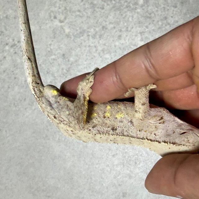 달마시안 화이트포트홀 레드