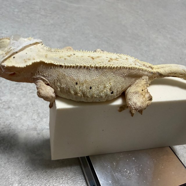 달마시안 옐로우