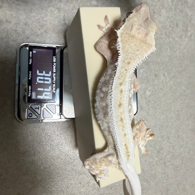 릴리화이트 드리피 화이트