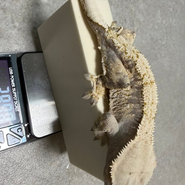 트라이 익스트림할리퀸