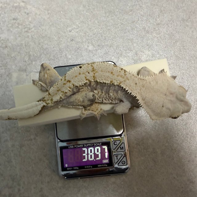 트라이 익스트림할리퀸