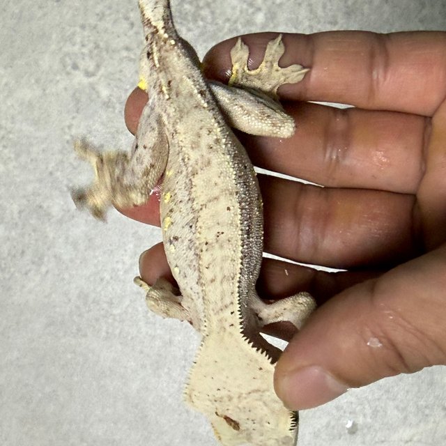 달마시안 화이트포트홀 레드