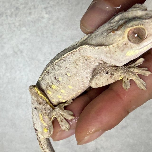 달마시안 화이트포트홀 레드