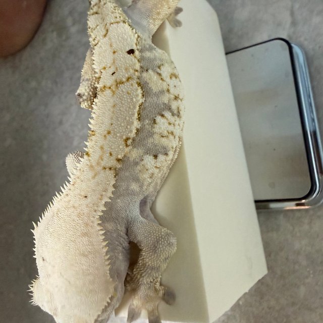 트라이 익스트림할리퀸