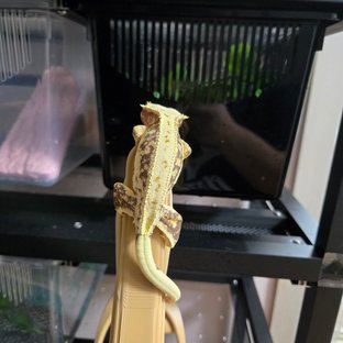 릴리화이트