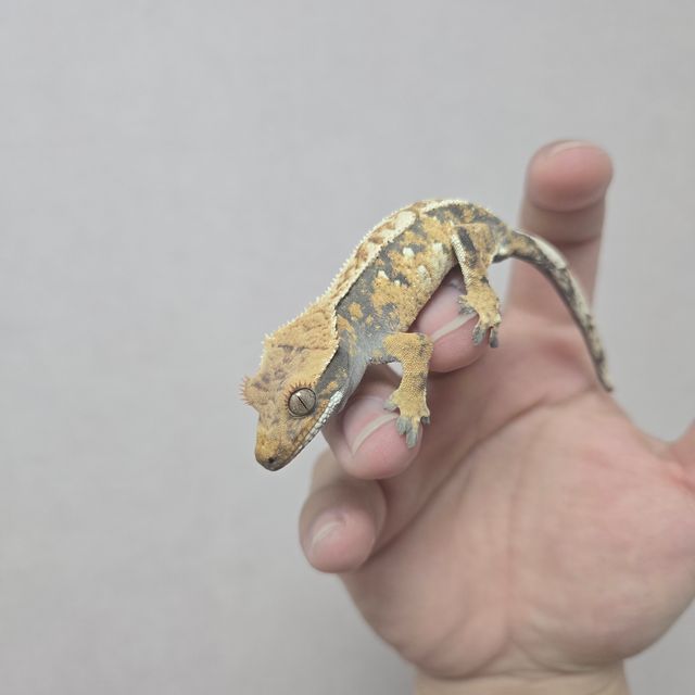 노멀 트라이 풀핀