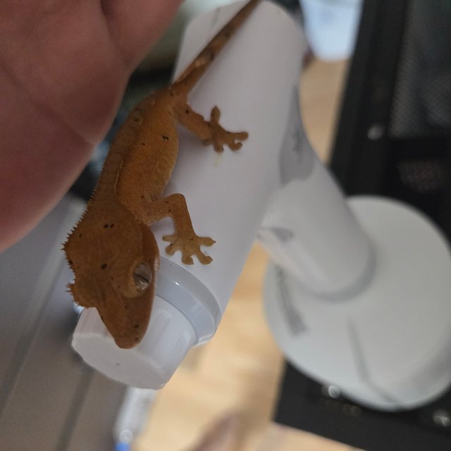 옐로우 벅스킨 달마시안