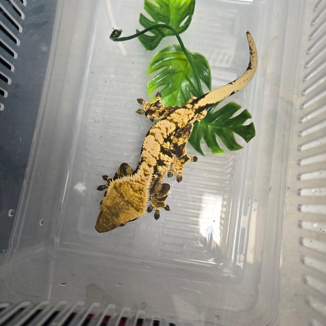 노멀 익스트림할리퀸