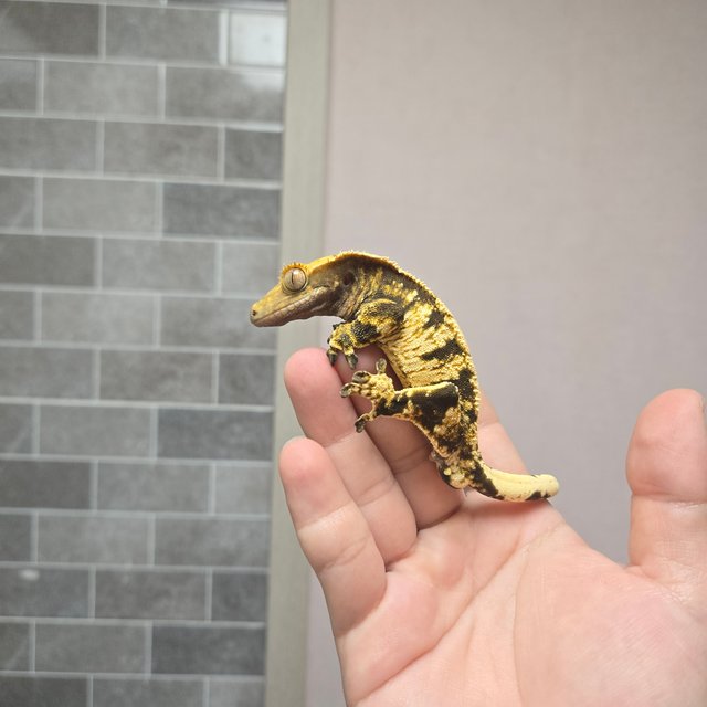 노멀 익스트림할리퀸