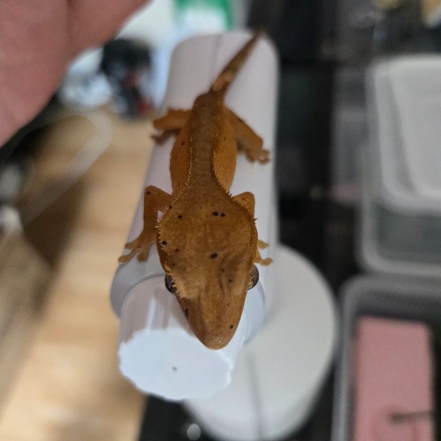 옐로우 벅스킨 달마시안