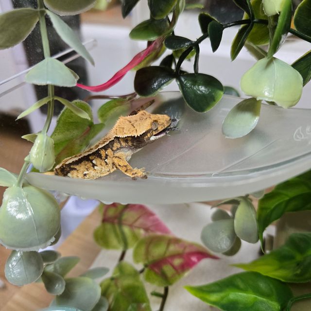 노멀 트라이 풀핀