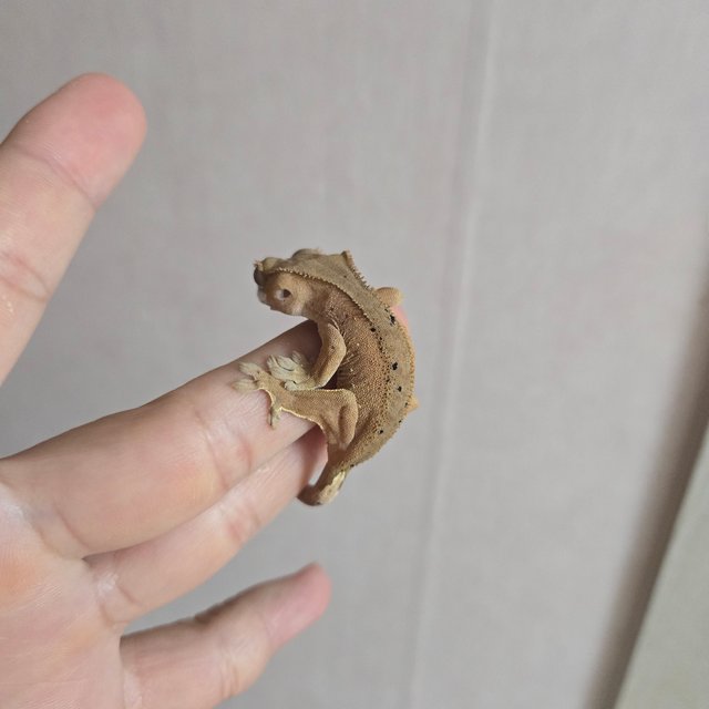 달마시안 다크 레드