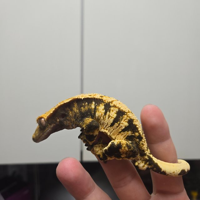 노멀 익스트림할리퀸