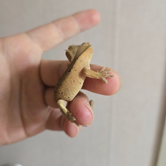 달마시안 다크 레드