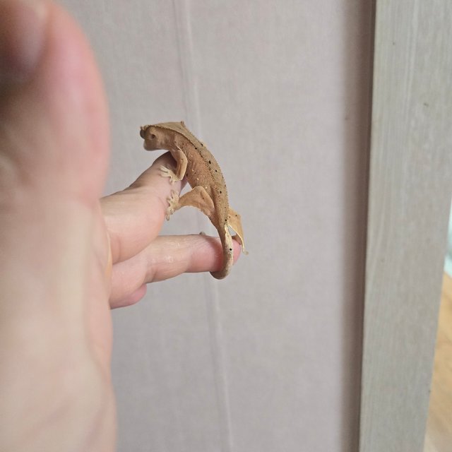 달마시안 다크 레드