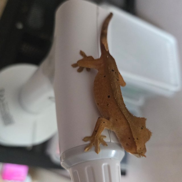 옐로우 벅스킨 달마시안