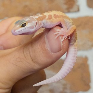 머피 패턴리스 트램퍼알비노