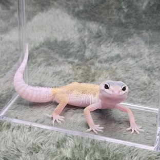 머피 패턴리스