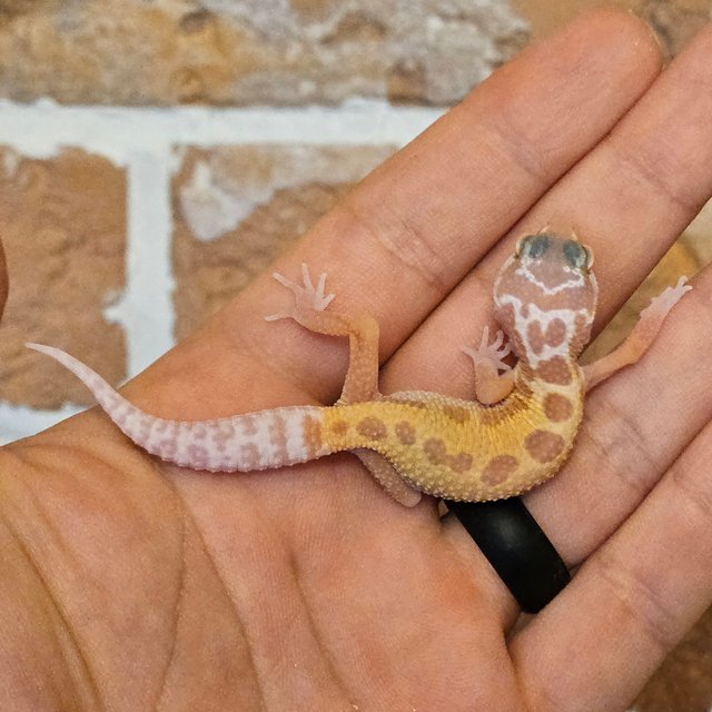 머피 패턴리스 트램퍼알비노