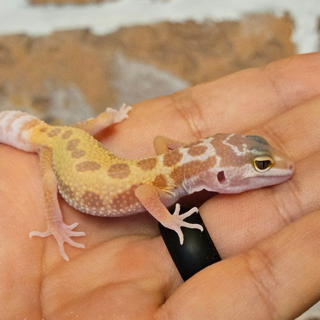 머피 패턴리스 트램퍼알비노