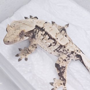 노멀 트라이 익스트림할리퀸 화이트스팟