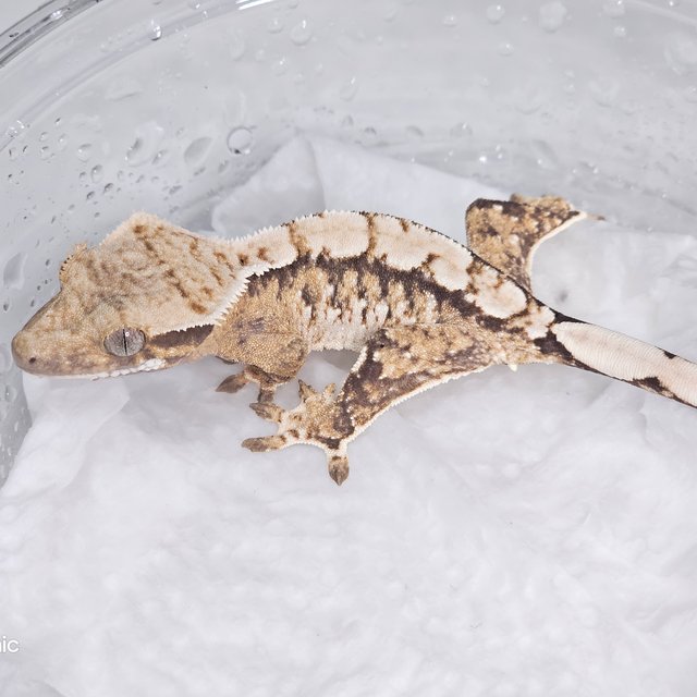 노멀 트라이 화이트스팟 화이트크라운