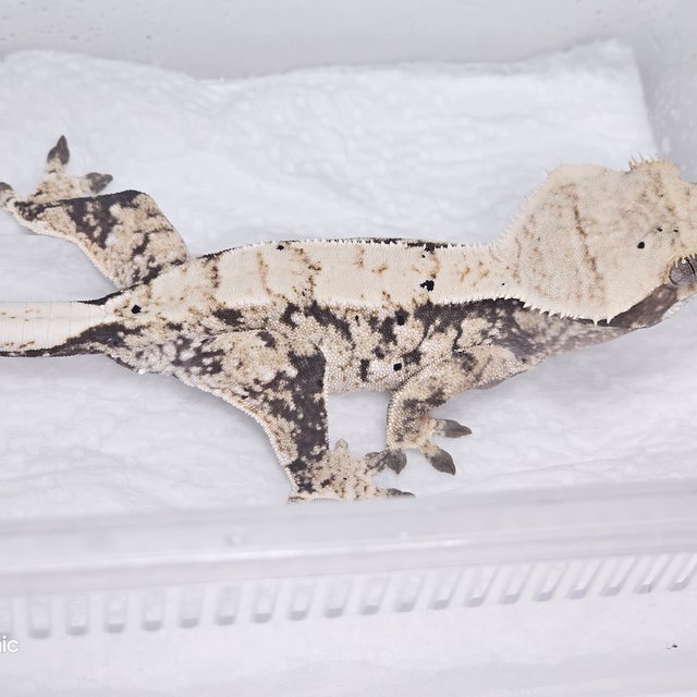 노멀 트라이 익스트림할리퀸 화이트스팟