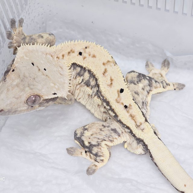 노멀 트라이 쿼드 드리피