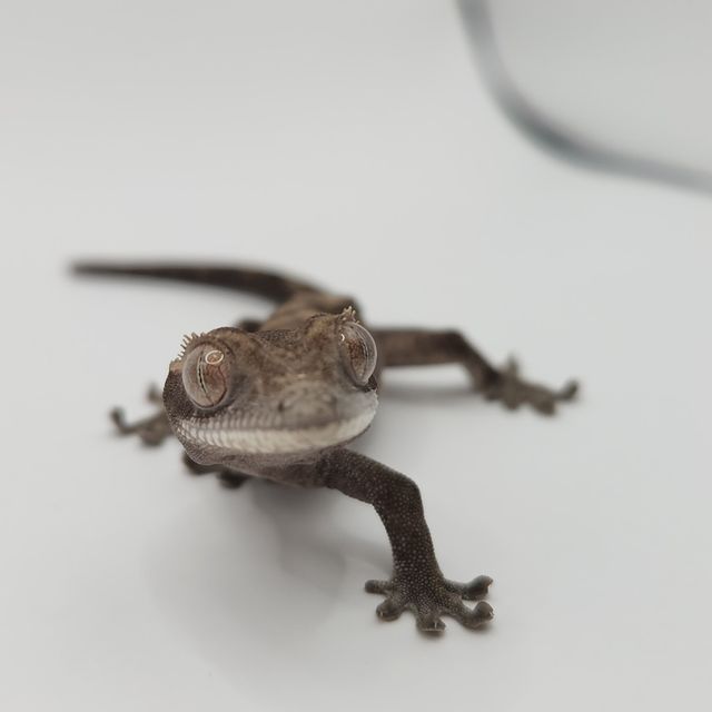 루왁