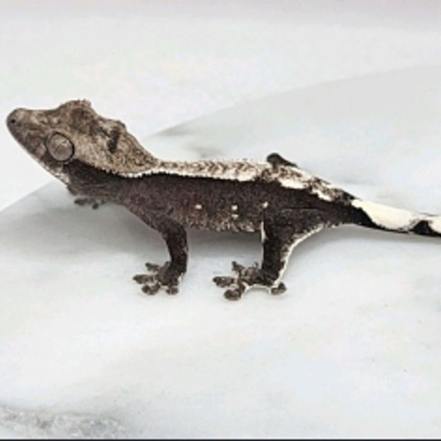 아잔틱