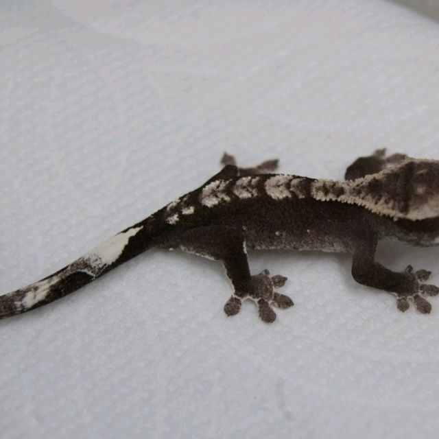 아잔틱